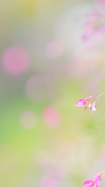 萩の花(ピンク編）