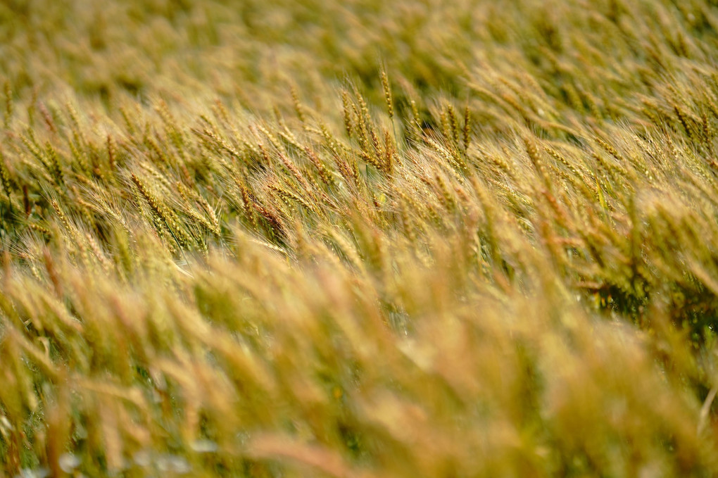 秋まき小麦(収穫は７月末から８月に）