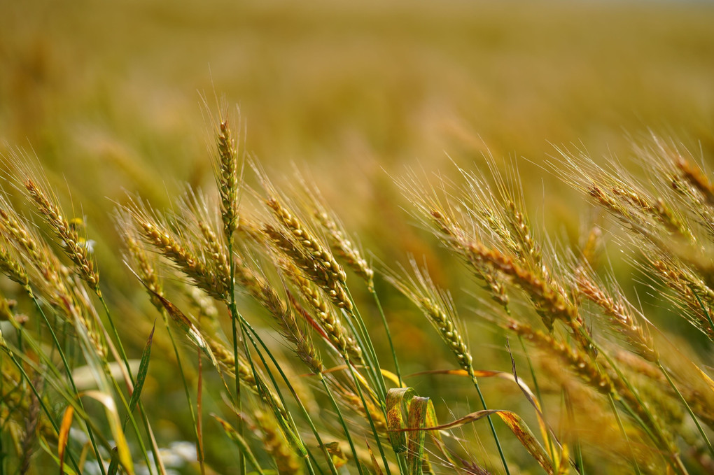 秋まき小麦(収穫は７月末から８月に）