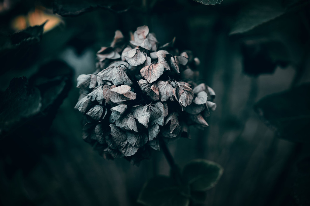 withered flowers