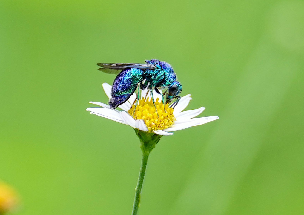 Metallic blue bee