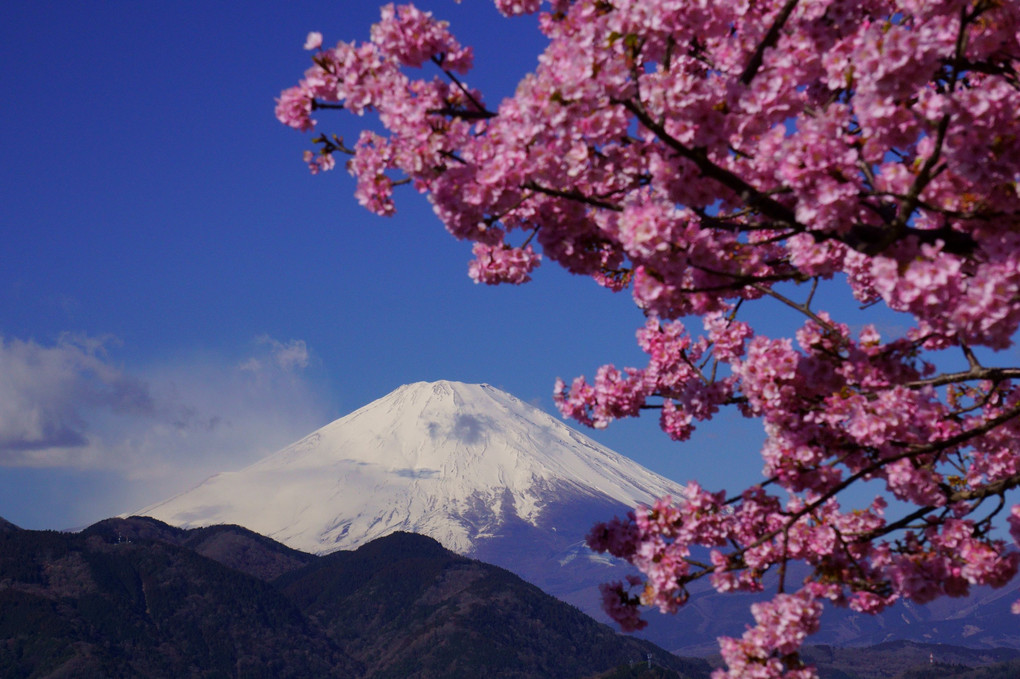 さくらで飾られた富士#カレンダー2024