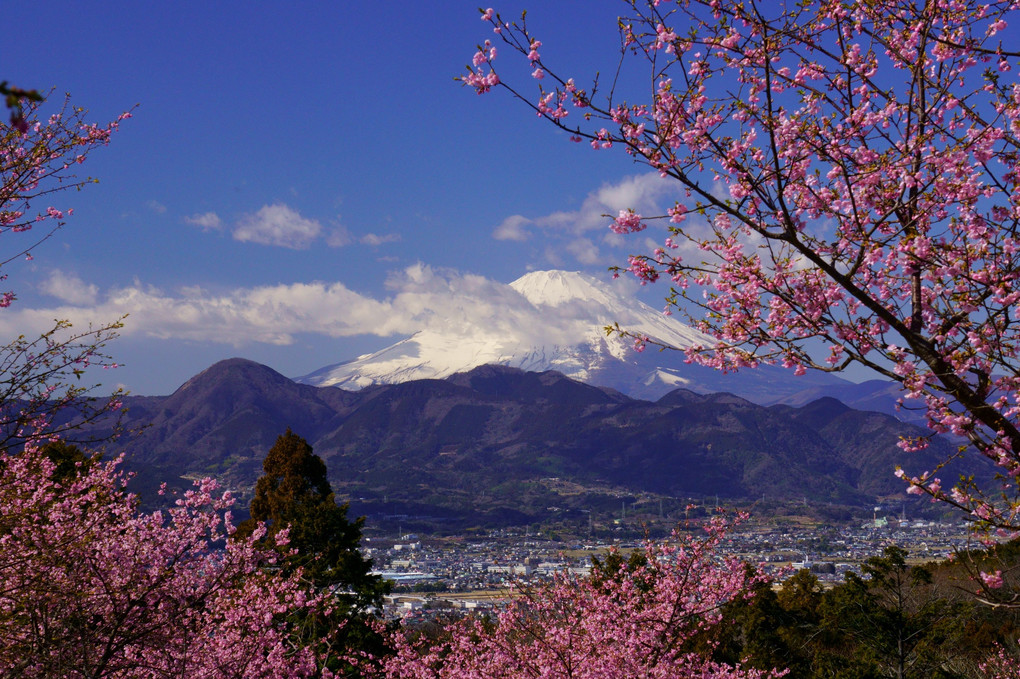 さくらで飾られた富士#カレンダー2024