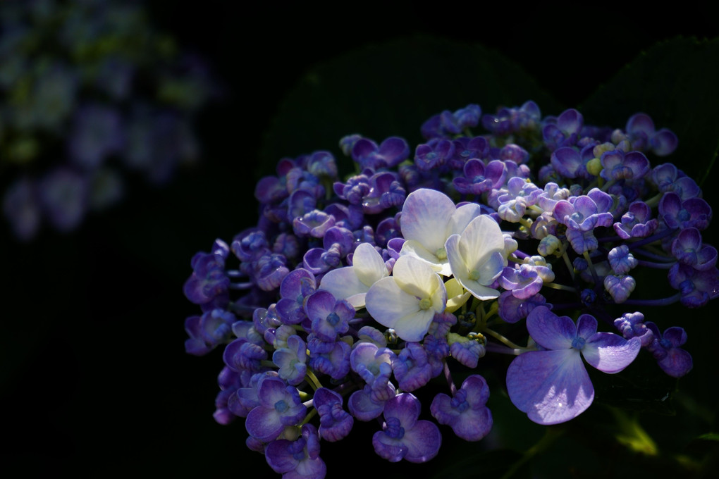 白い輝き、美しい紫の花の中で
