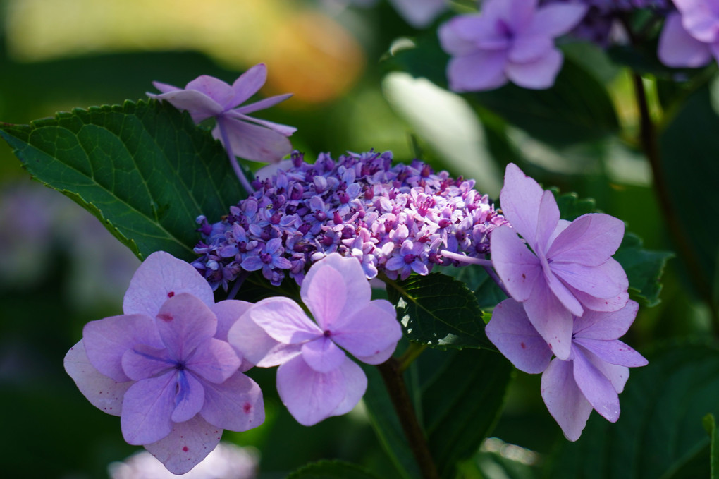 素敵な紫陽花