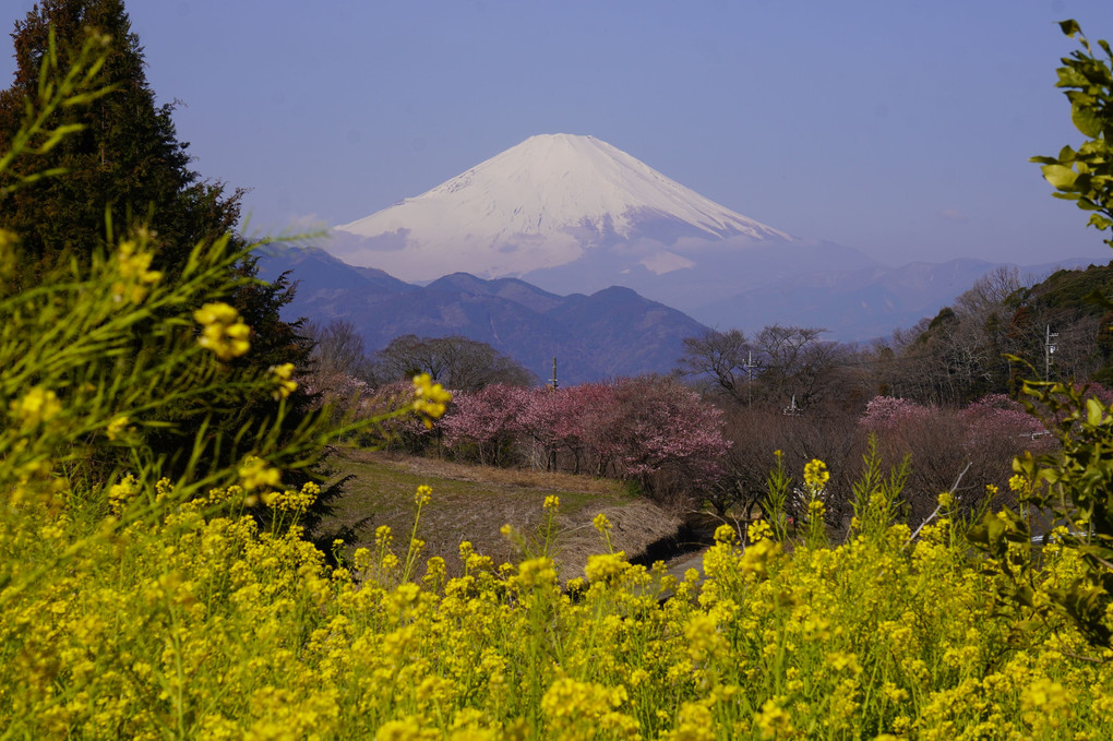 日本の春景色