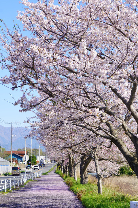 散りゆく桜🌸が染める道