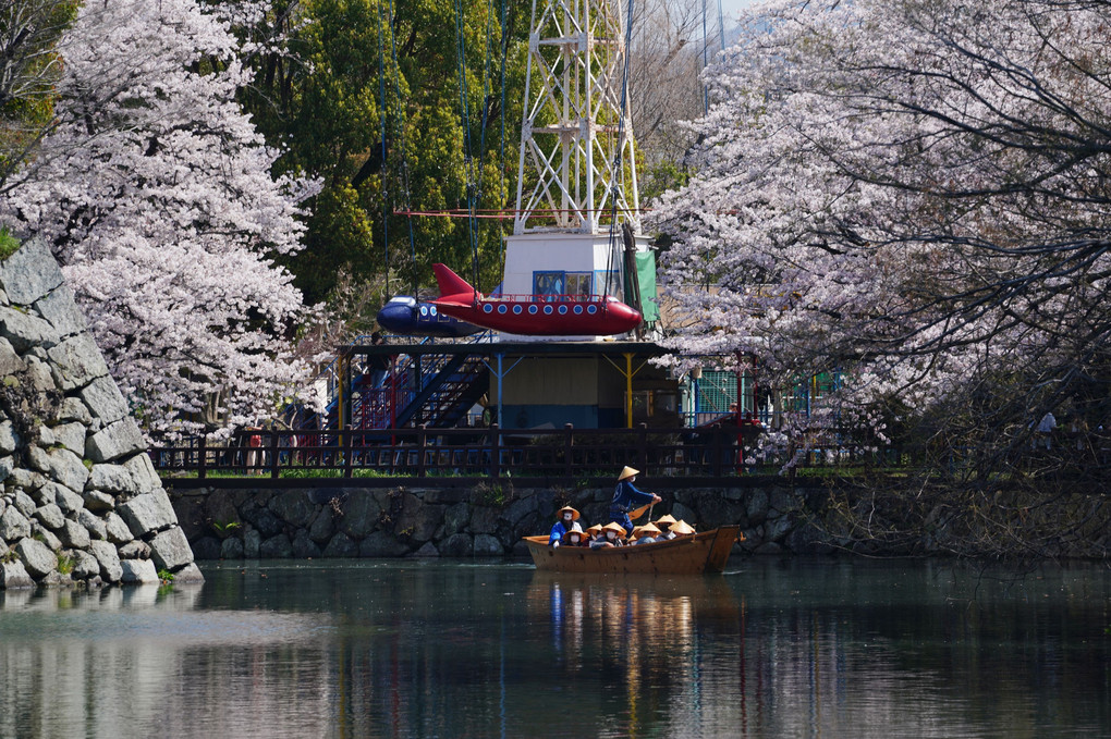 姫路城の桜Ⅱ