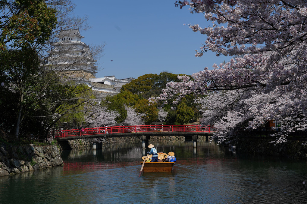 姫路城の桜Ⅱ