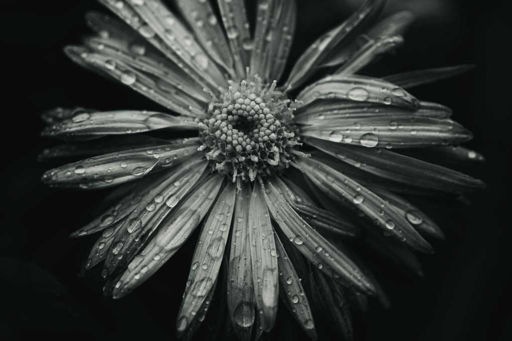 rainy flower....