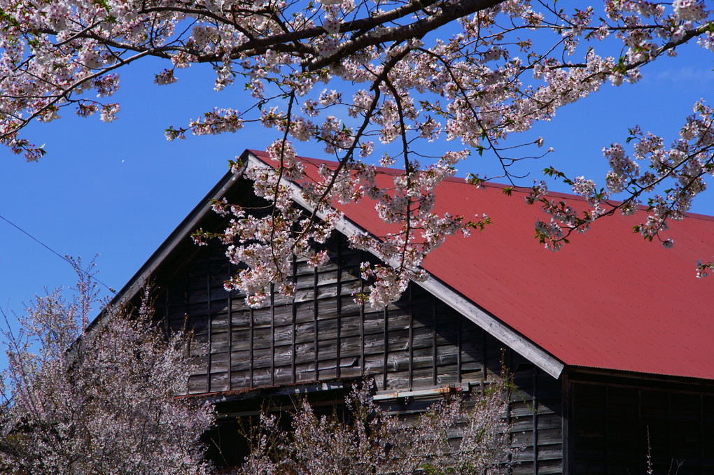 小岩井農場の桜並木