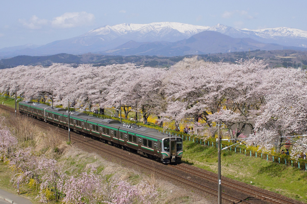 お花見列車が往く ～一目千本桜～