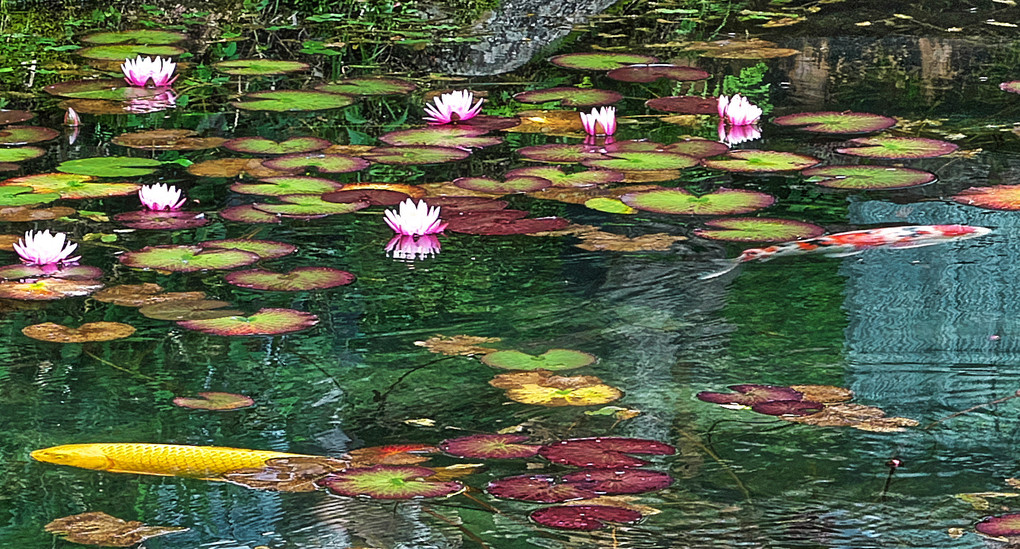 岐阜のモネの池
