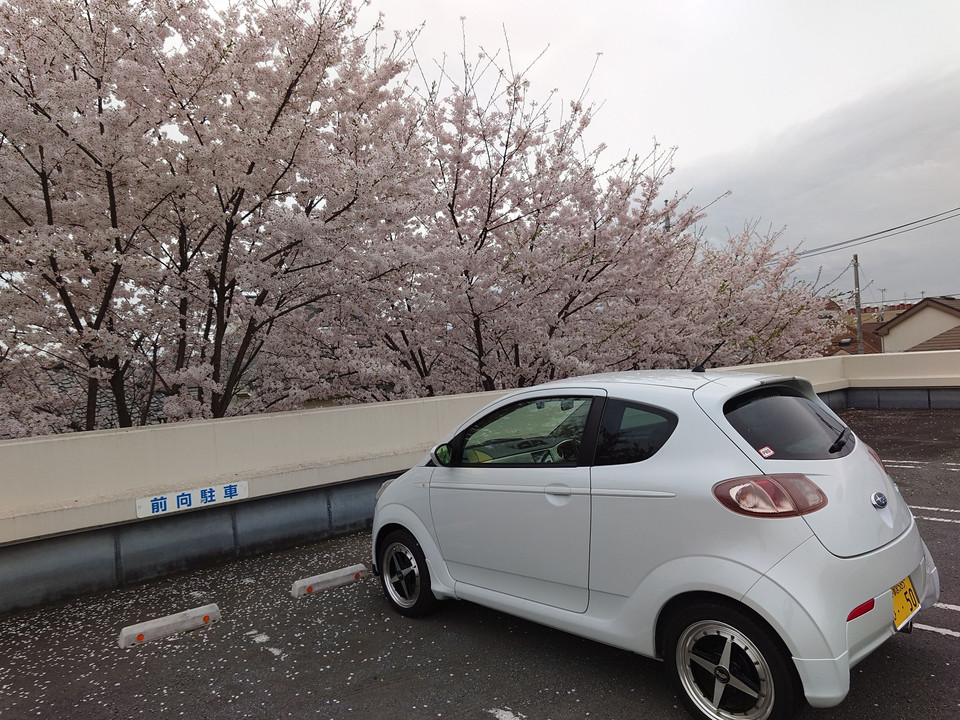 いかす車と桜