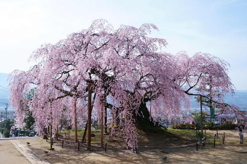 飯田市座光寺の舞台桜