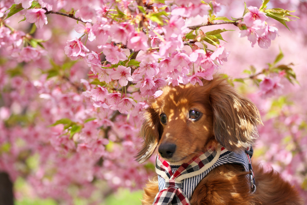 愛犬と河津桜