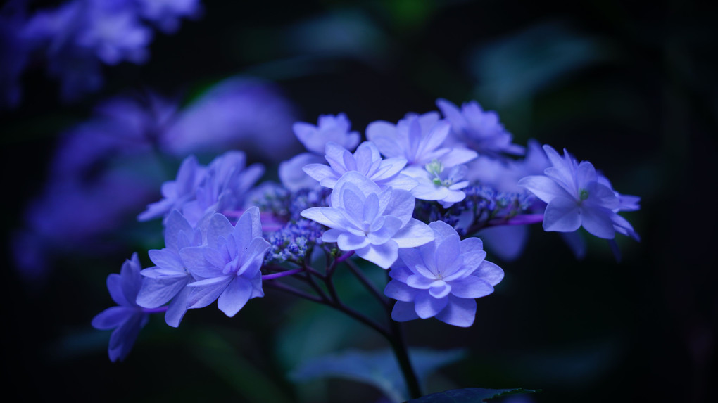 明け方の紫陽花
