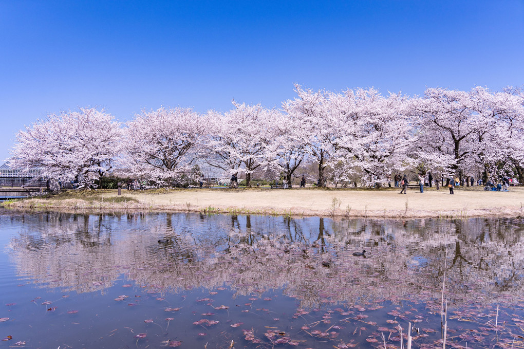 桜並木の水鏡