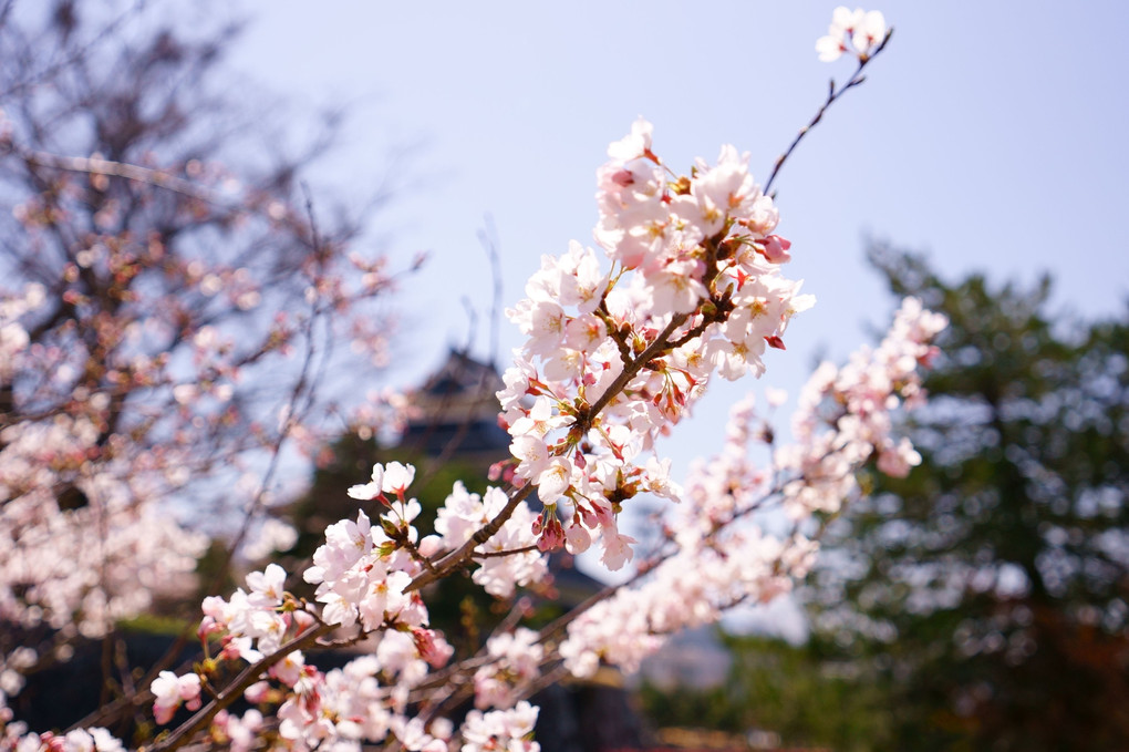 桜が信州にもやってきた