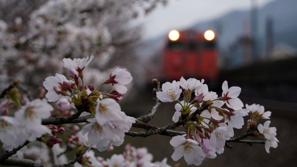 桜とタラコ