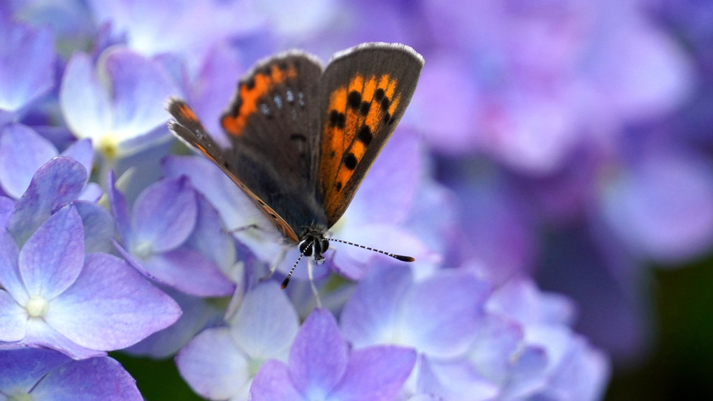 蝶と紫陽花