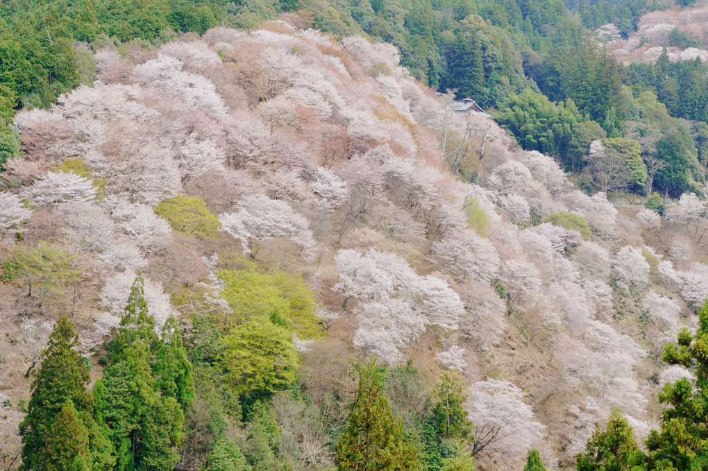 吉野山桜