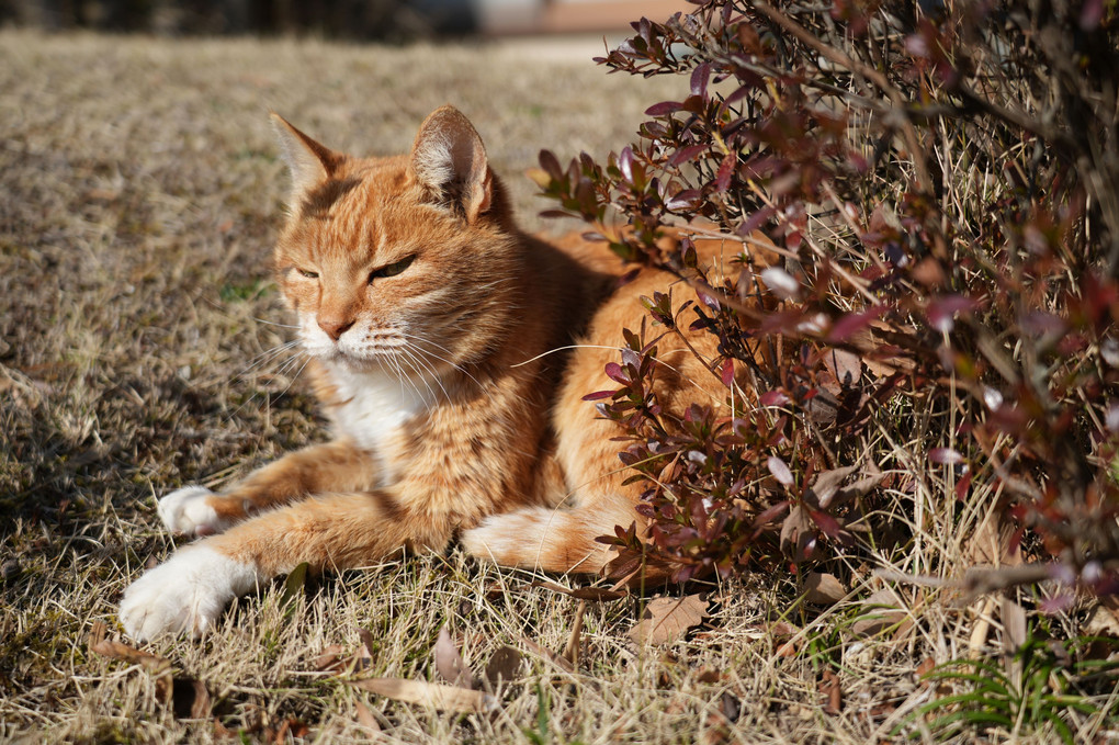 庭で休む猫
