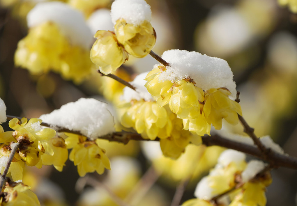 突然の雪を被った蝋梅の花