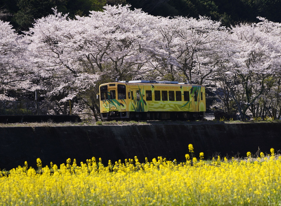 春の空気の中を走る「錦川清流線」