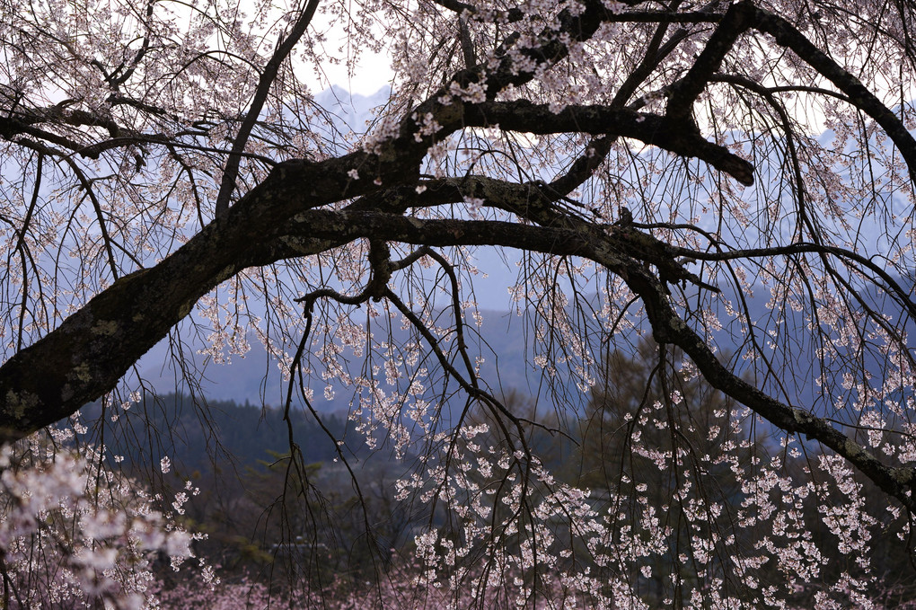夕暮れ時の番所の枝垂れ桜！