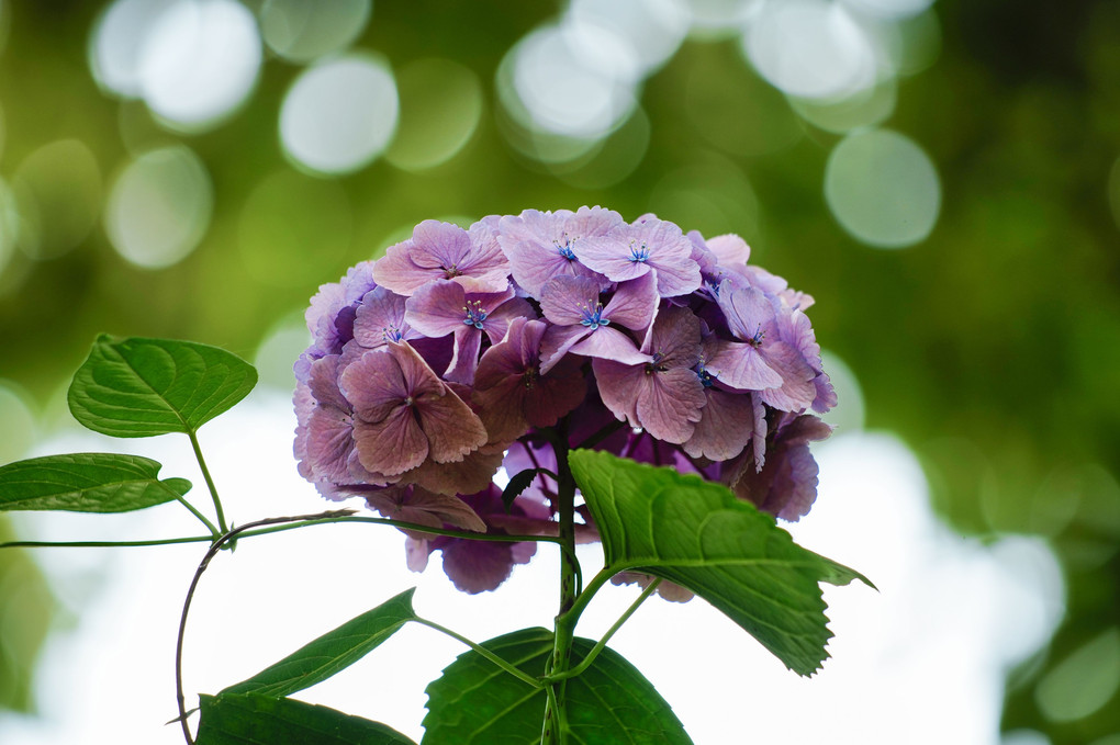 阿弥陀寺に咲くピンクの紫陽花