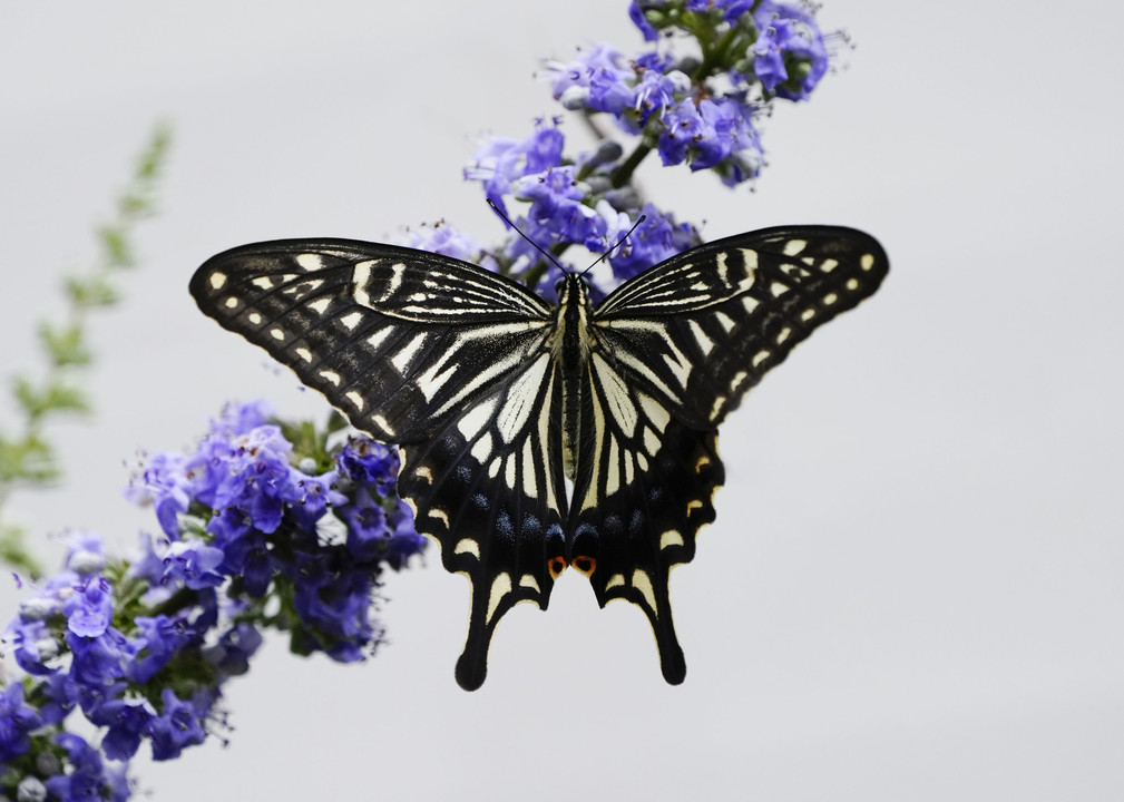 庭の訪問者 揚羽蝶