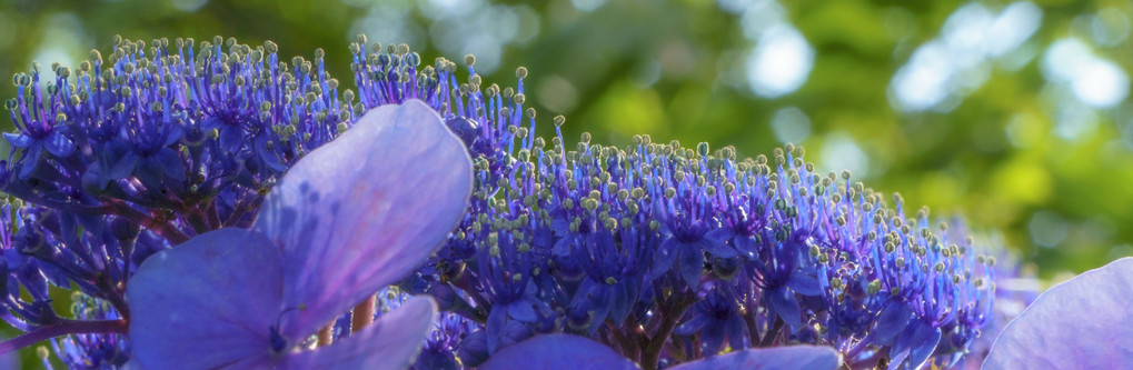 耀当たる額紫陽花