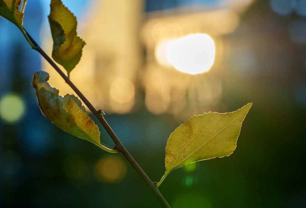 ビルに反射する夕日と朽ちそうな葉