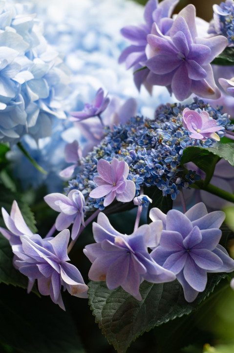 幻想的な紫陽花