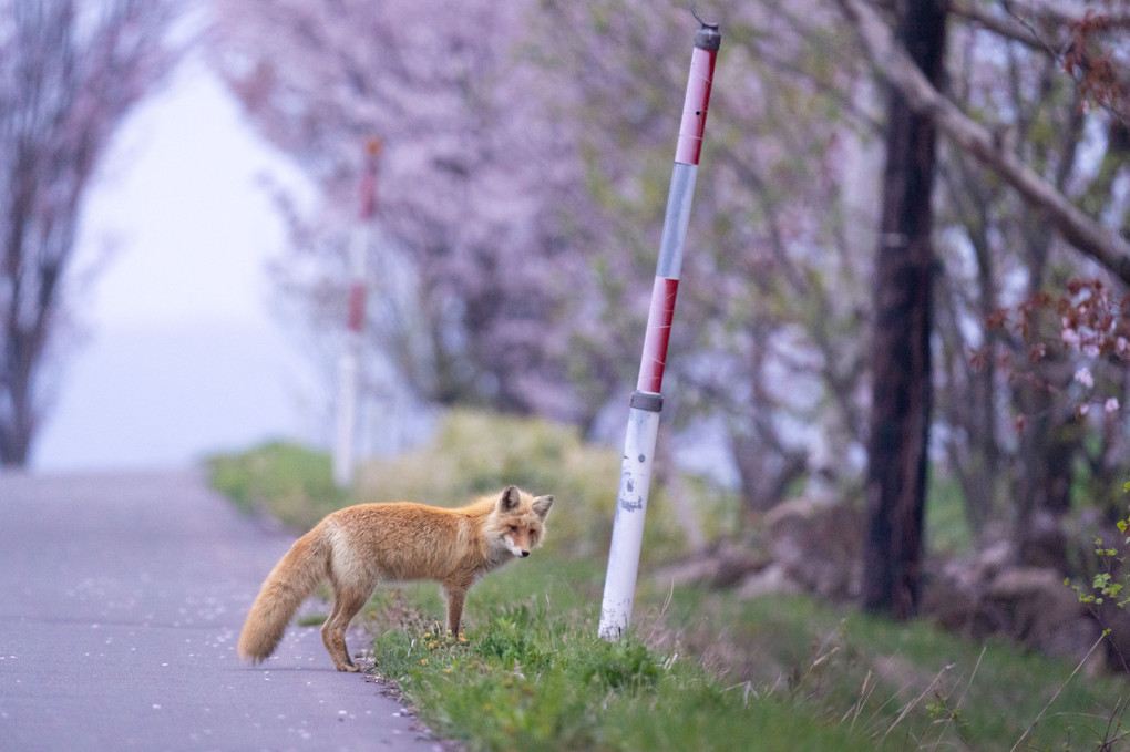 「春のキツネ」 “Fox in the Spring”