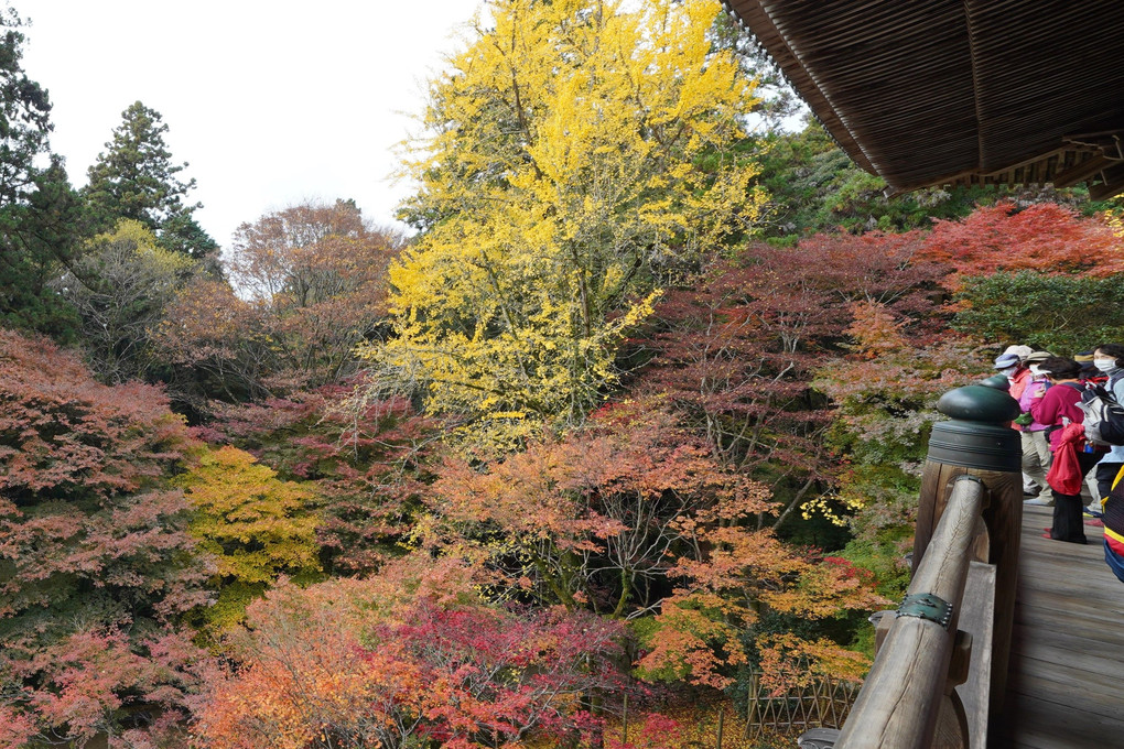 円教寺の廊下からの紅葉絶景