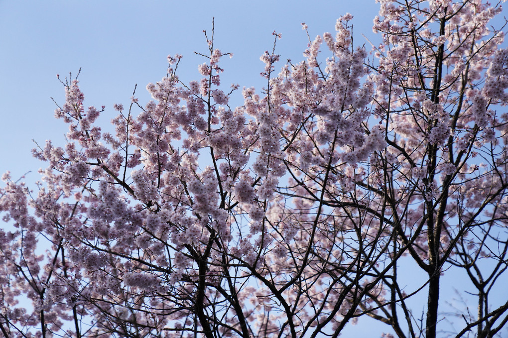 京都で桜