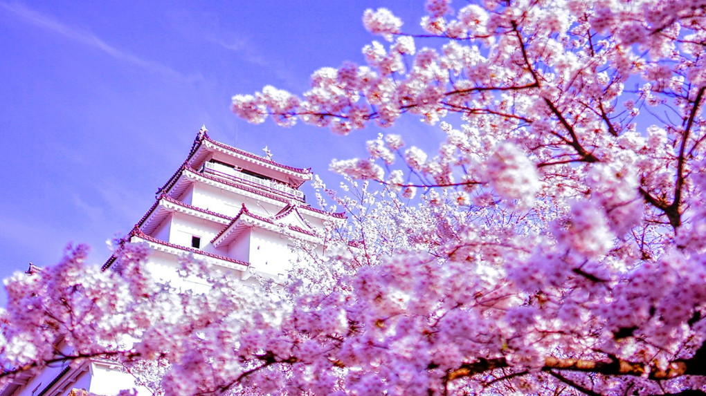鶴ヶ城から花の便り