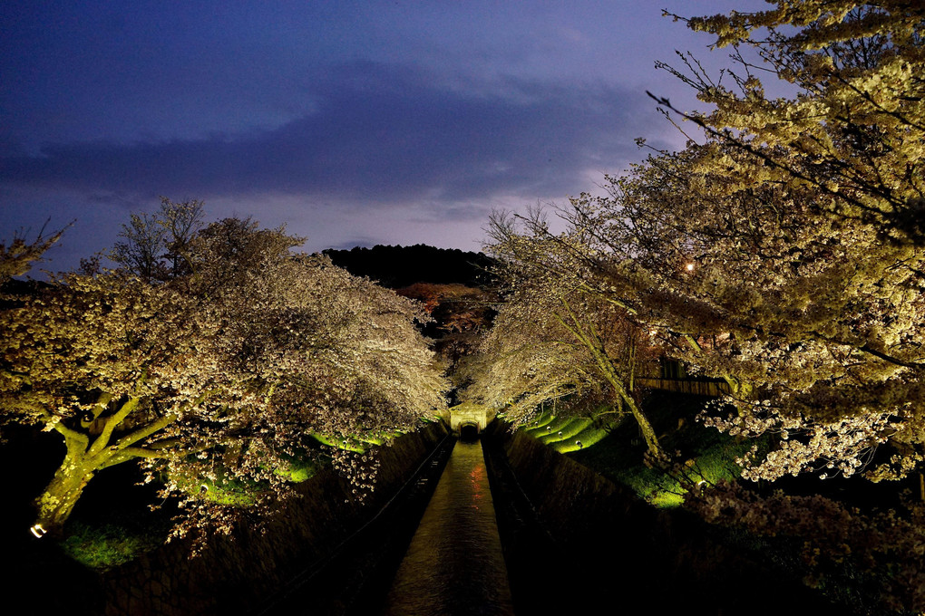 「琵琶湖疏水の夕暮れ桜」