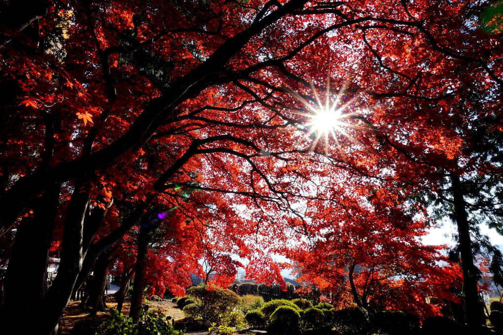 「長円寺の透かし紅葉」