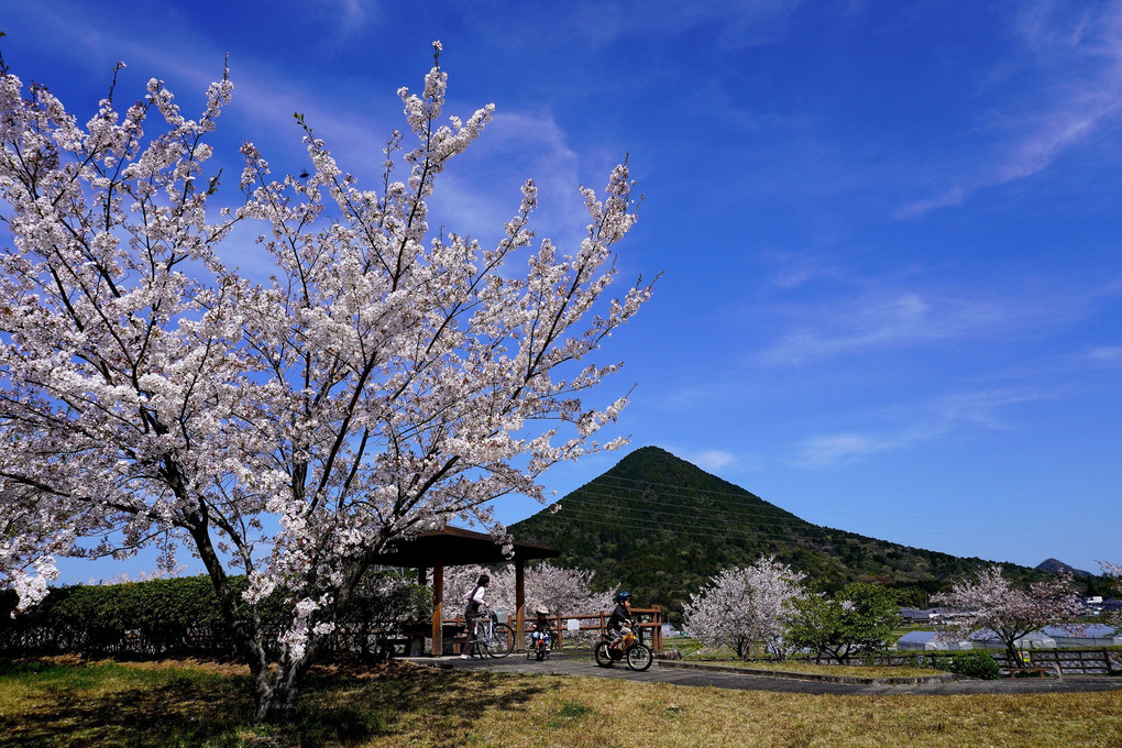「近江富士桜の子供たち」