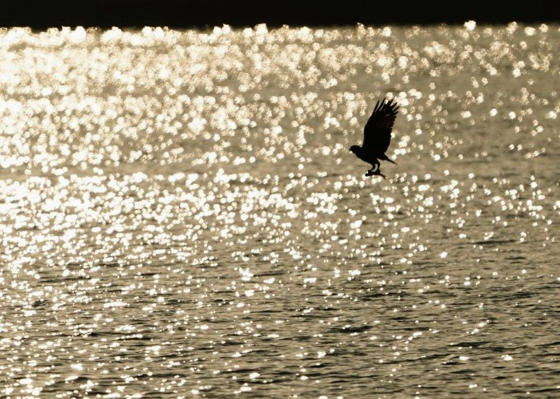 Rising sun osprey