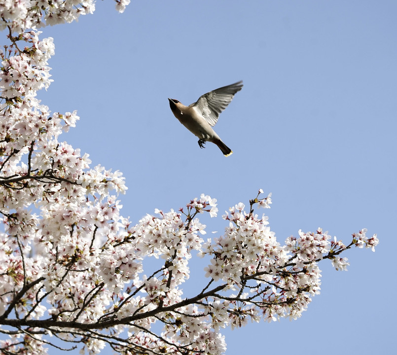 青空桜とレンジャクの居る風景！！