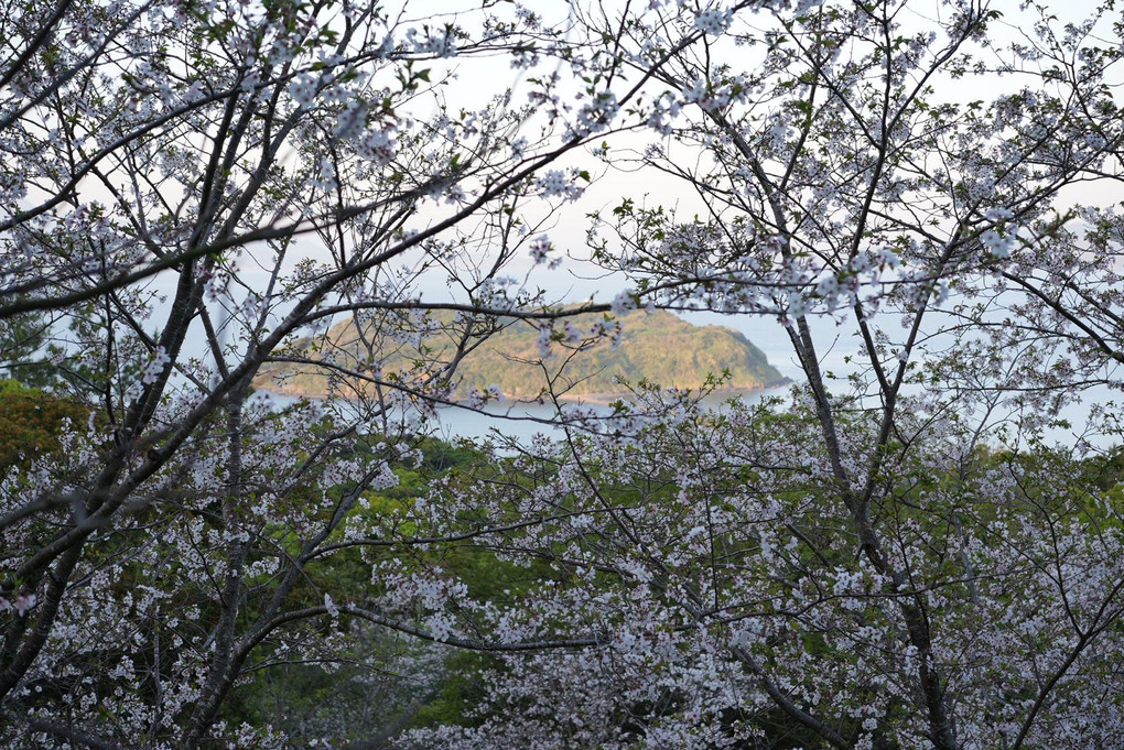 魚見岳の桜