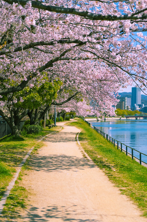 桜の河川敷