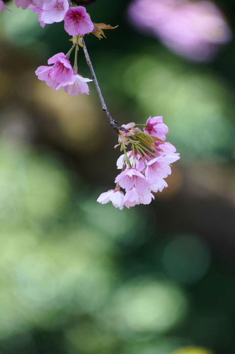 桜花々