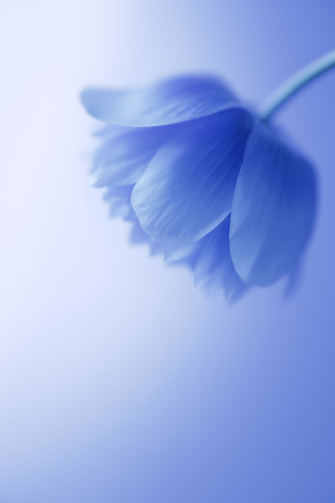 zenith blue -simple beauty-