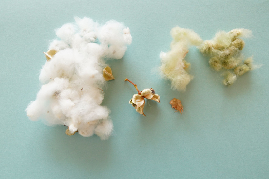 綿花を収穫