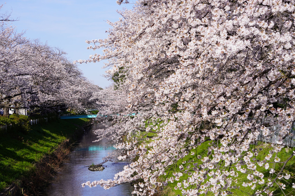 河面の桜
